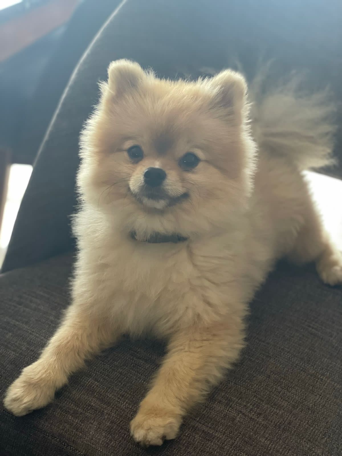 Simba - Pomerania